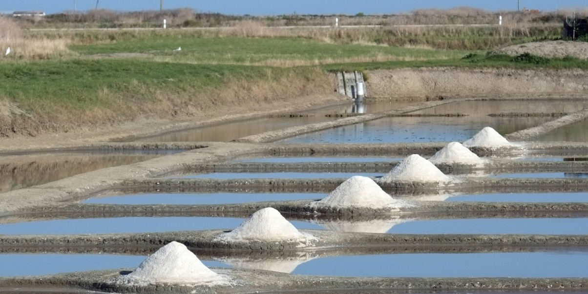 Salt Marshes Île de Ré