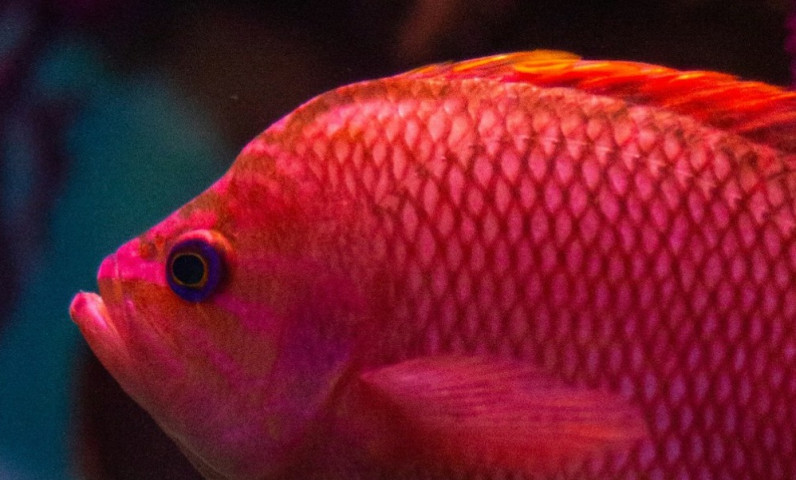 Aquarium de La Rochelle