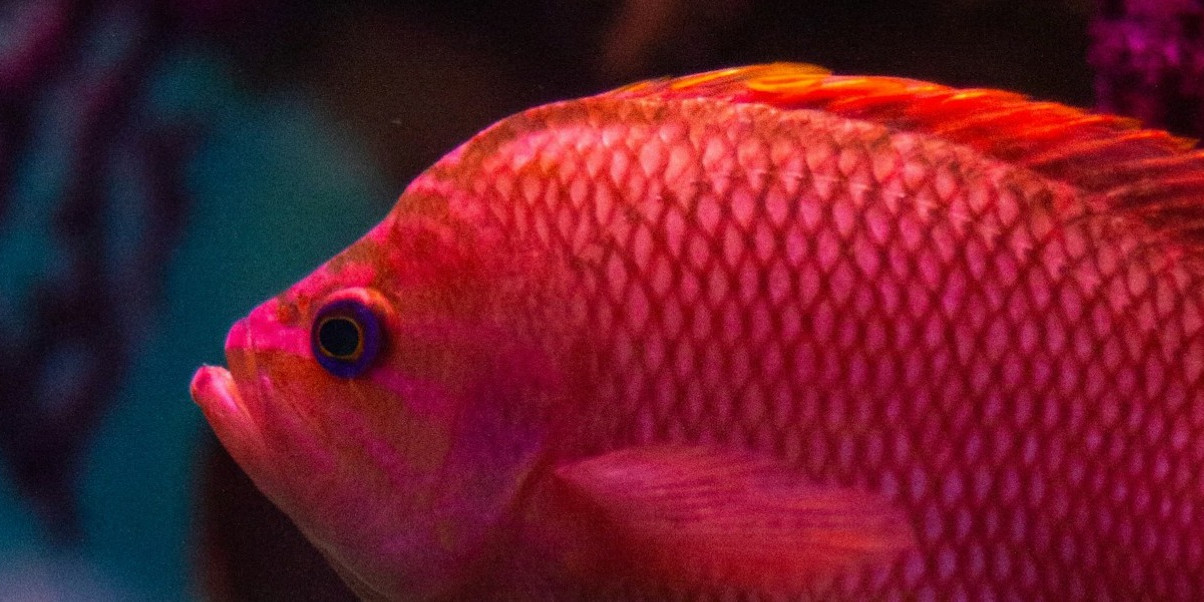 Aquarium de La Rochelle