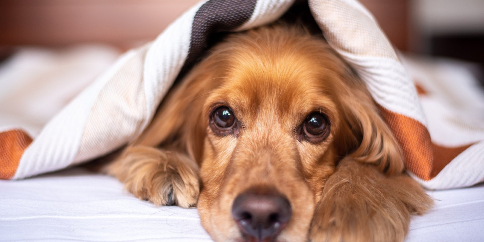 camping qui accepte les chiens