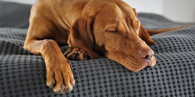 séjour agréable avec votre chien