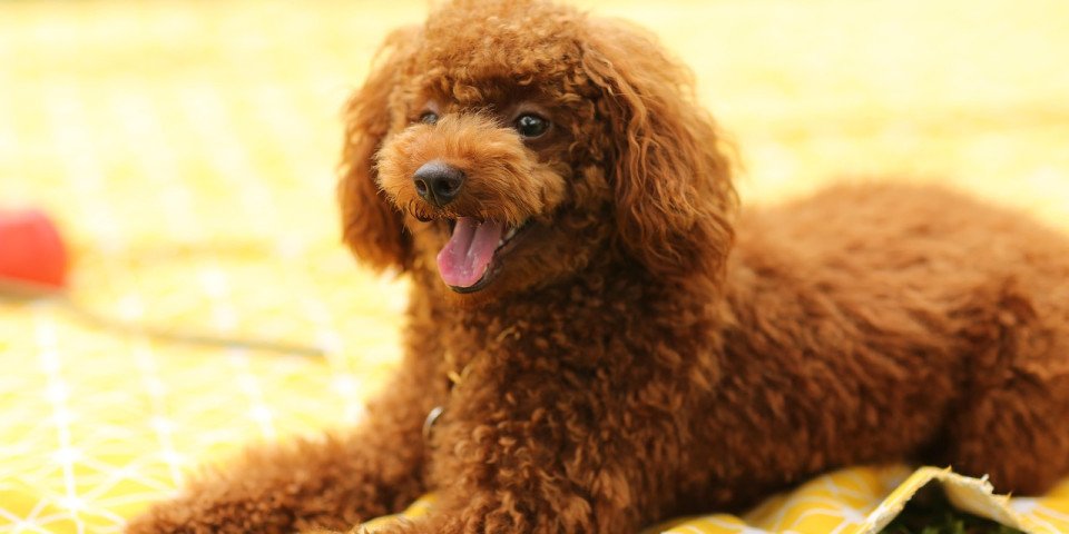 camping avec son chien
